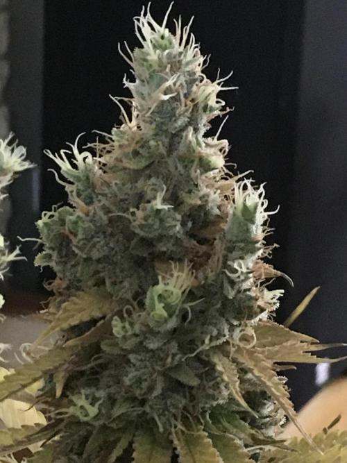 Blackberry Moonrocks - grow 10. Week 19