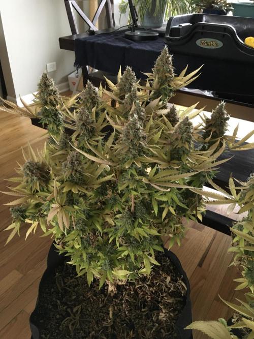 Blackberry Moonrocks - grow 10. Week 19