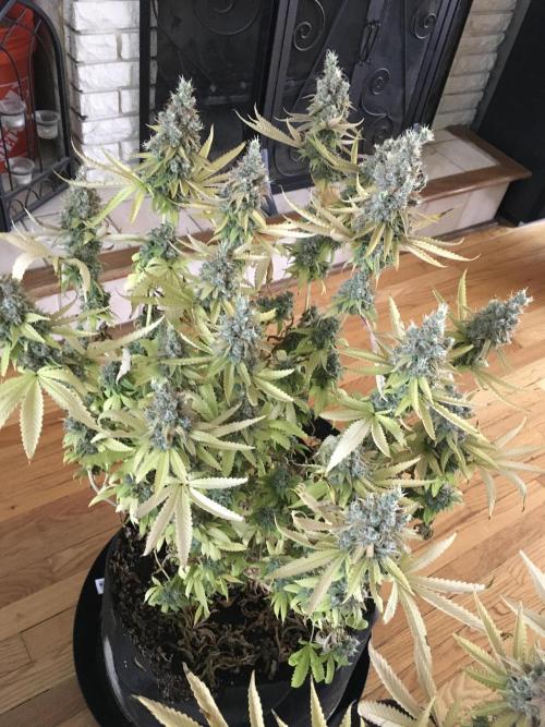 Blackberry Moonrocks - grow 10. Week 19