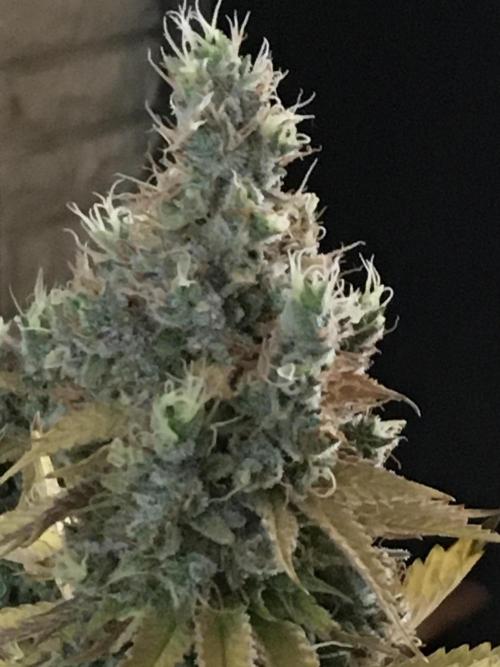 Blackberry Moonrocks - grow 10. Week 19