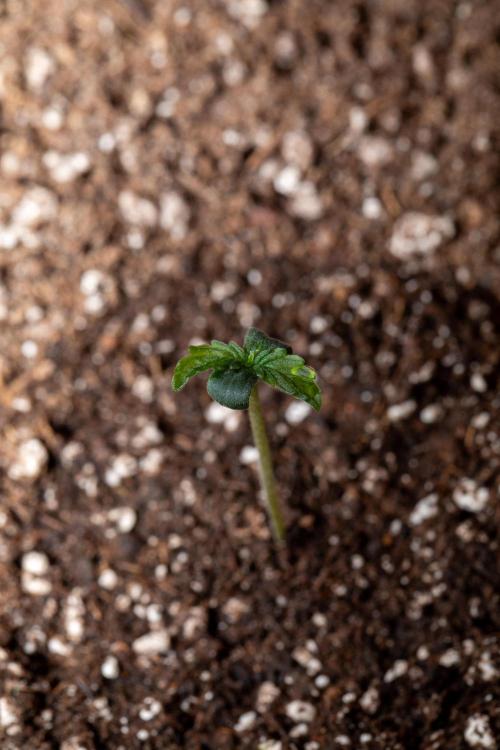 Pineapple Express F1 Auto. Week 0