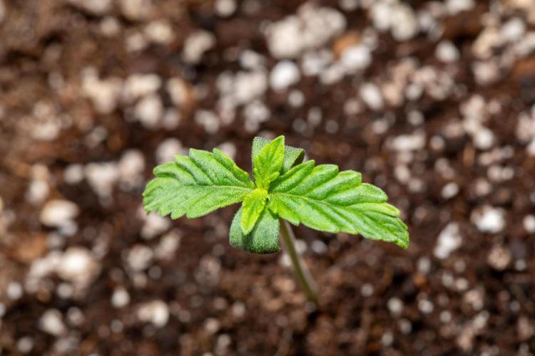 Pineapple Express F1 Auto. Week 1 - Plant A - Day 5 
