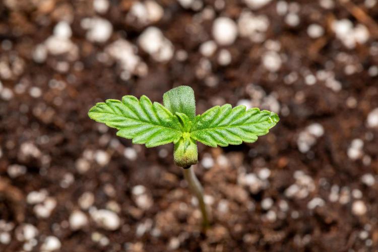Pineapple Express F1 Auto. Week 1 - Plant B - Day 5