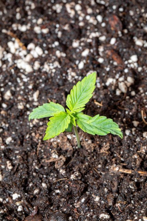 Pineapple Express F1 Auto. Week 1 - Plant B - Day 7