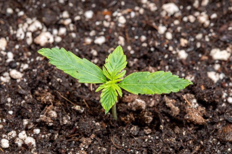 Pineapple Express F1 Auto. Week 1 - Plant B - Day 7