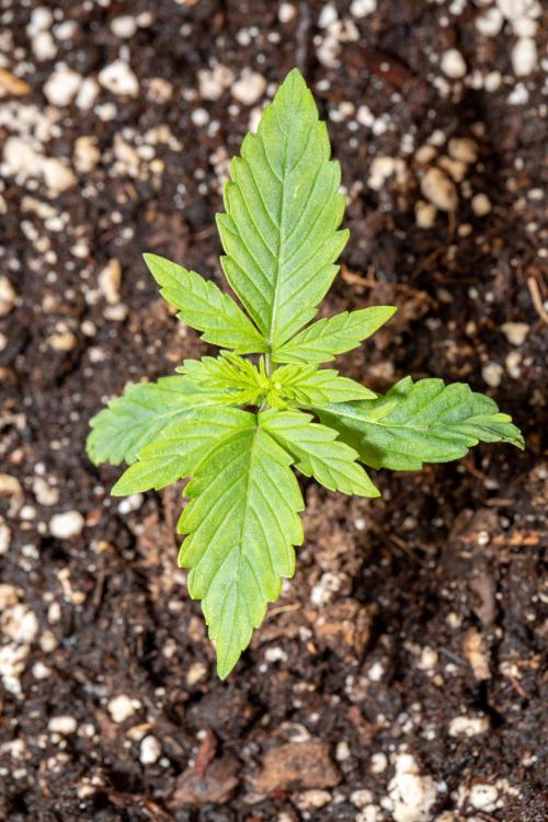 Pineapple Express F1 Auto. Week 2 - Day 9