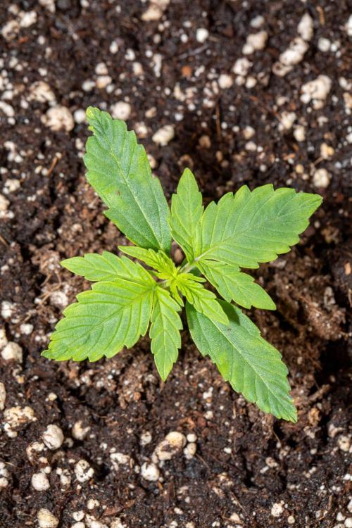 Pineapple Express F1 Auto. Week 2 - Day 9