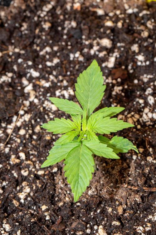 Pineapple Express F1 Auto. Week 2 - Day 11