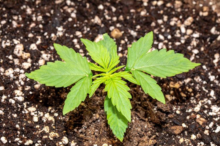 Pineapple Express F1 Auto. Week 2 - Day 11