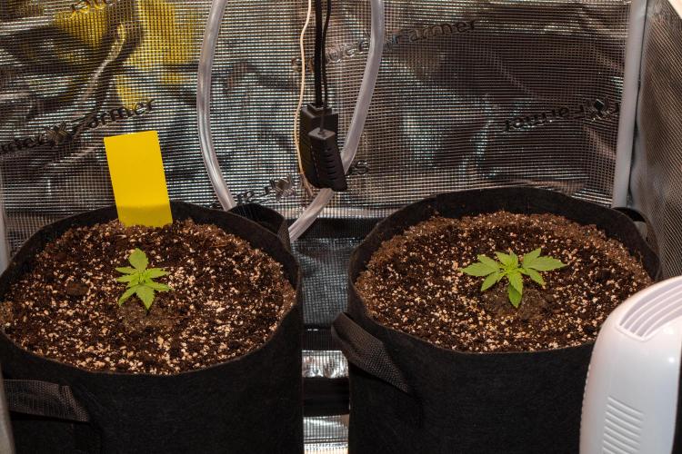 Pineapple Express F1 Auto. Week 2 - Day 11