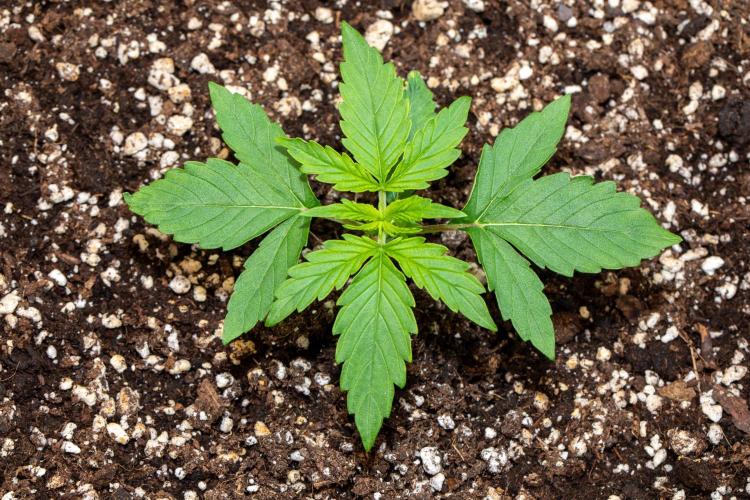 Pineapple Express F1 Auto. Week 2 - Day 12