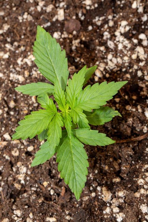 Pineapple Express F1 Auto. Week 2 - Day 12