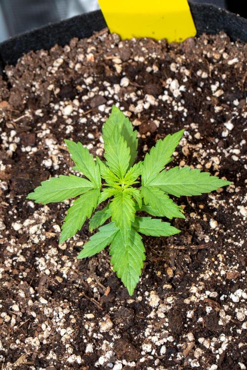 Pineapple Express F1 Auto. Week 2 - Day 14