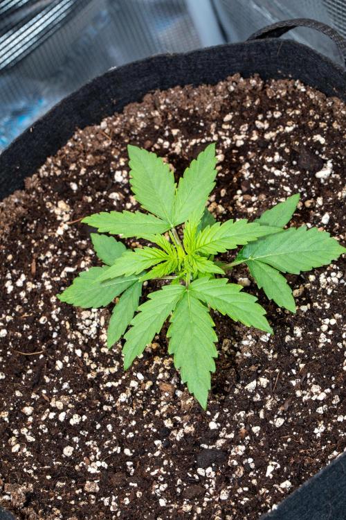 Pineapple Express F1 Auto. Week 2 - Day 14