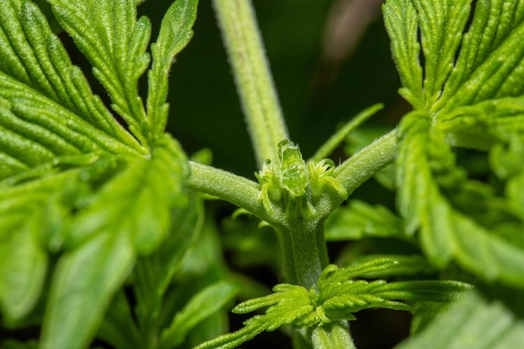 Pineapple Express F1 Auto. Week 3 - Day 18 Topping detail