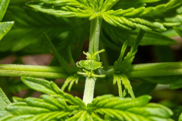Pineapple Express F1 Auto. Week 3 - Day 18 Topping detail