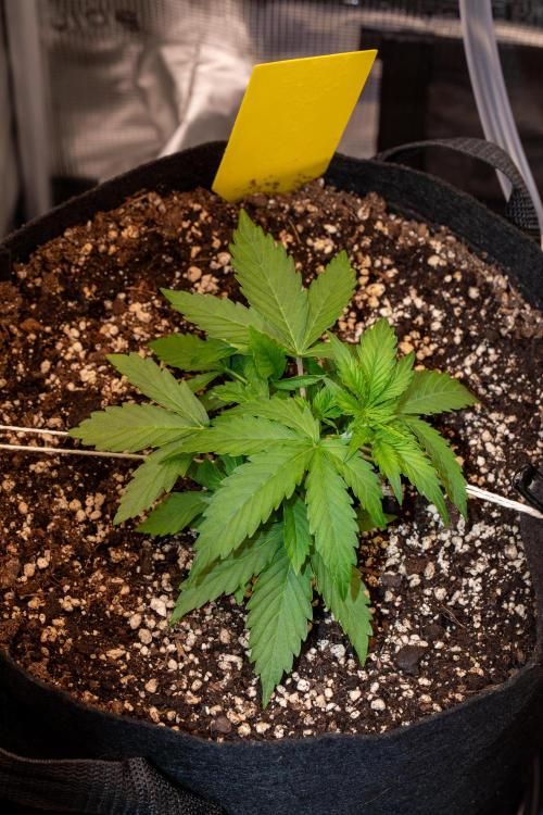 Pineapple Express F1 Auto. Week 3 - Day 21
