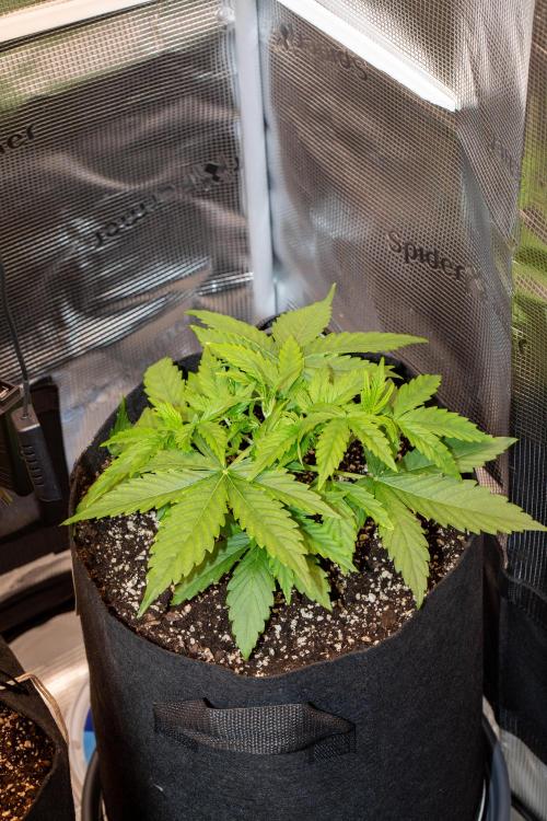 Pineapple Express F1 Auto. Week 3 - Day 21