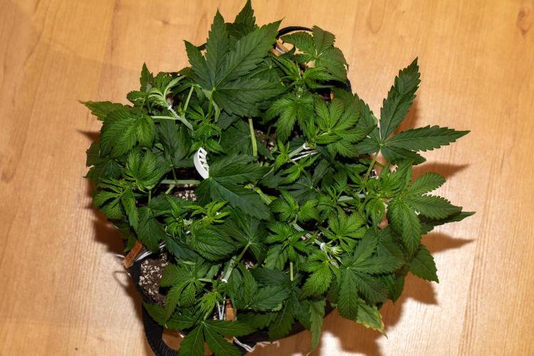 Pineapple Express F1 Auto. Week 4 - Day 28