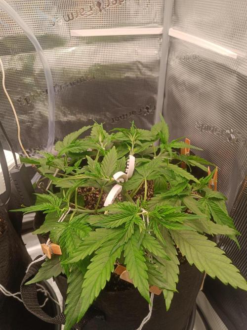 Pineapple Express F1 Auto. Week 4 - Day 25