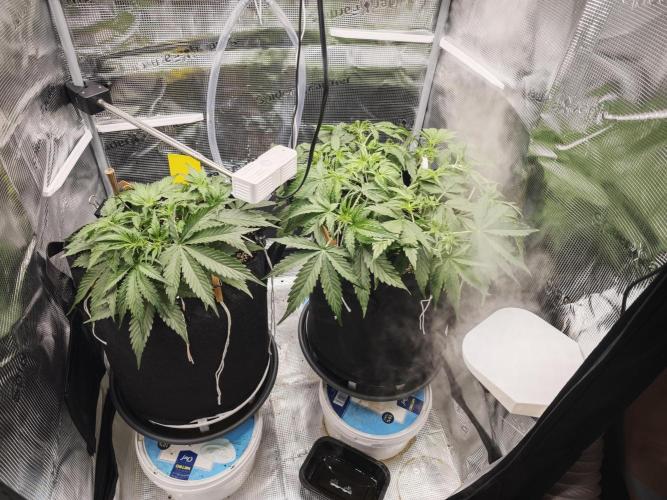 Pineapple Express F1 Auto. Week 5 - Day 31
