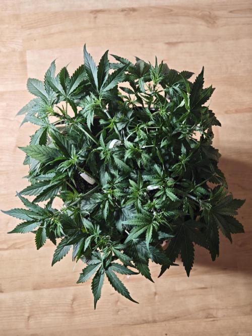 Pineapple Express F1 Auto. Week 5 - Day 33