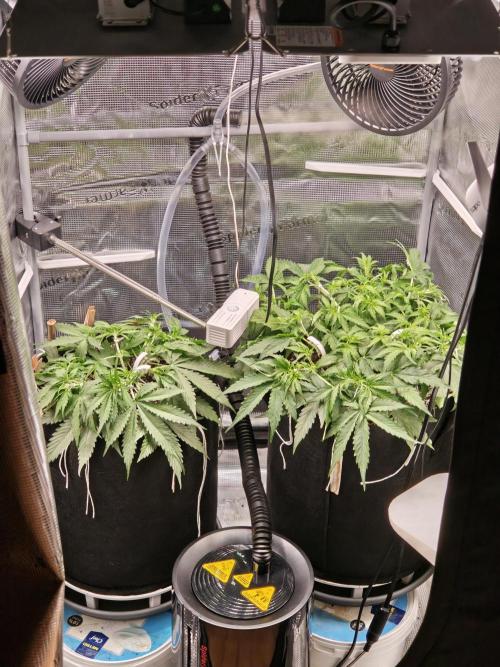 Pineapple Express F1 Auto. Week 5 - Day 33