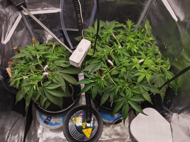 Pineapple Express F1 Auto. Week 5 - Day 33