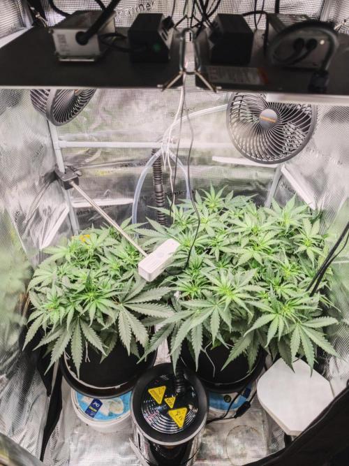 Pineapple Express F1 Auto. Week 6 - Day 37