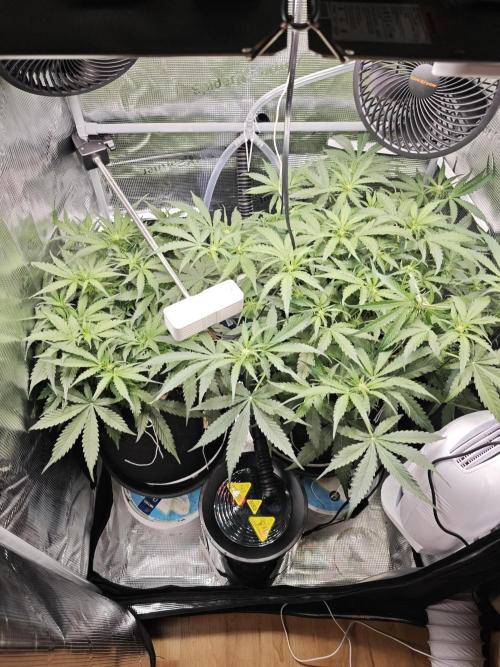Pineapple Express F1 Auto. Week 6 - Day 39