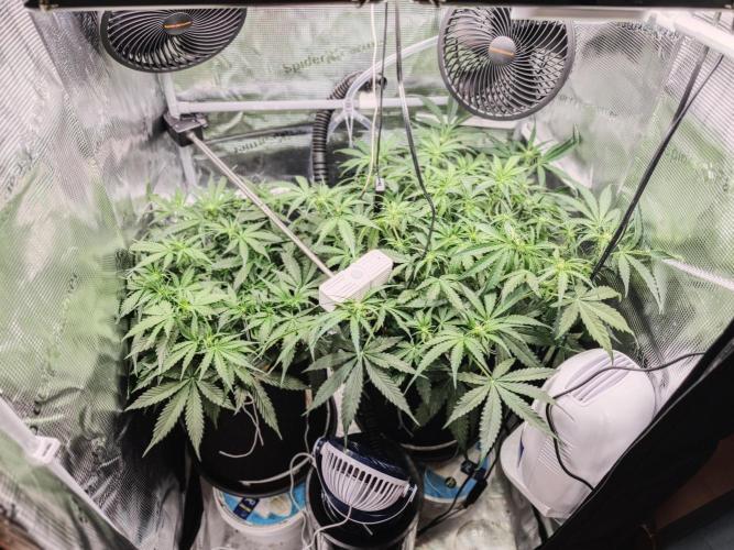 Pineapple Express F1 Auto. Week 6 - Day 40