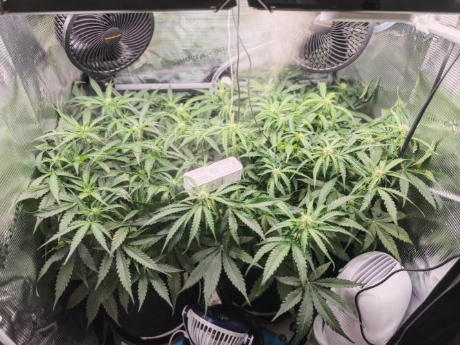 Pineapple Express F1 Auto. Week 6 - Day 42