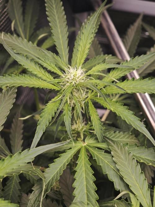 Pineapple Express F1 Auto. Week 6 - Day 42