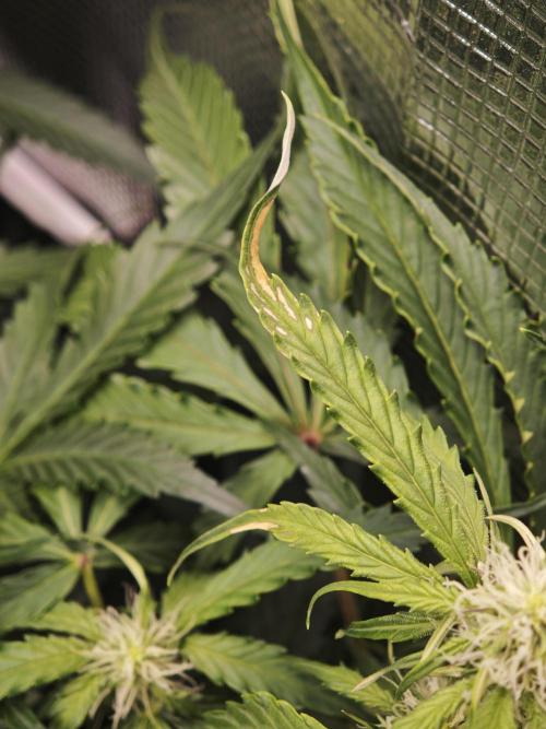 Pineapple Express F1 Auto. Week 6 - Day 42 - light burn