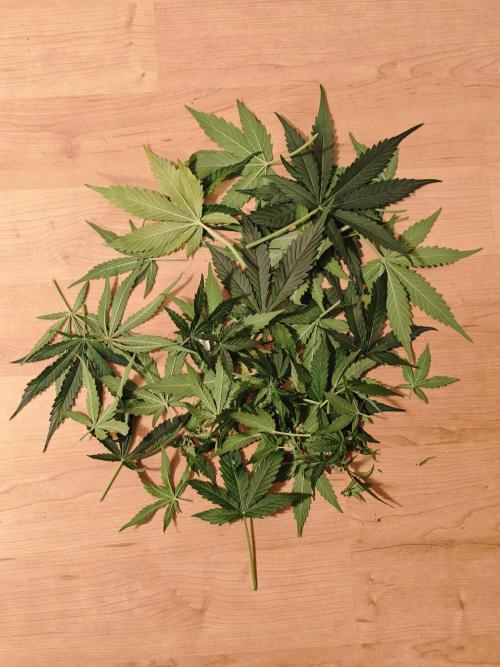 Pineapple Express F1 Auto. Week 7