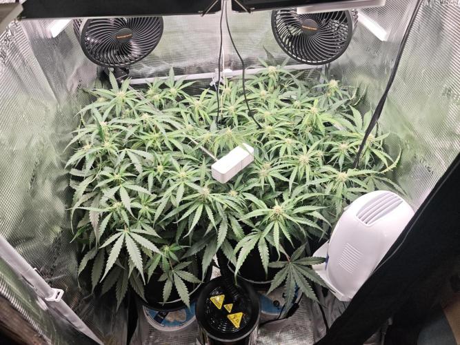 Pineapple Express F1 Auto. Week 7 - Day 47
