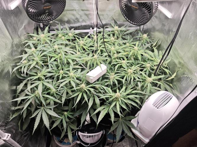 Pineapple Express F1 Automatic. Week 7