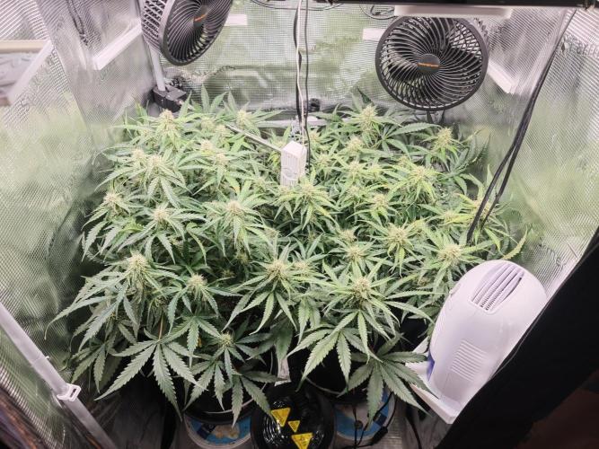 Pineapple Express F1 Auto. Week 8 - Day 56