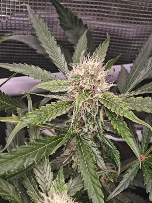 Pineapple Express F1 Auto. Week 8 - Bud - Day 56