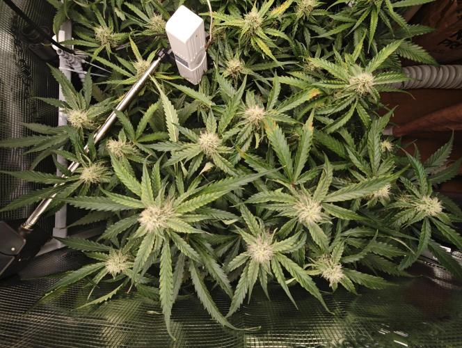 Pineapple Express F1 Auto. Week 8 - Day 55