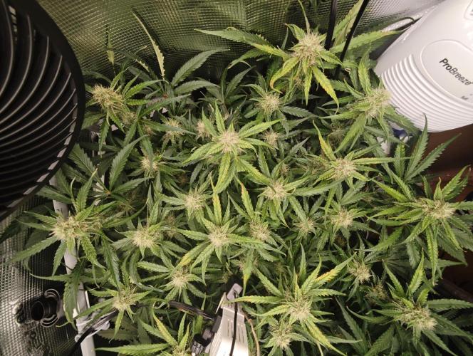 Pineapple Express F1 Auto. Week 8 - Day 55