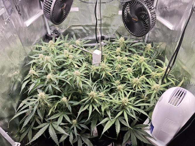 Pineapple Express F1 Auto. Week 8 - Day 55