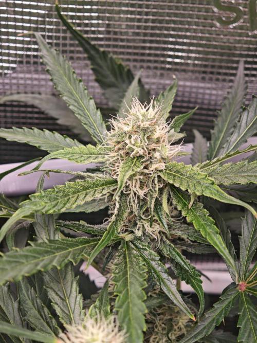Pineapple Express F1 Auto. Week 8 - Bud - Day 55