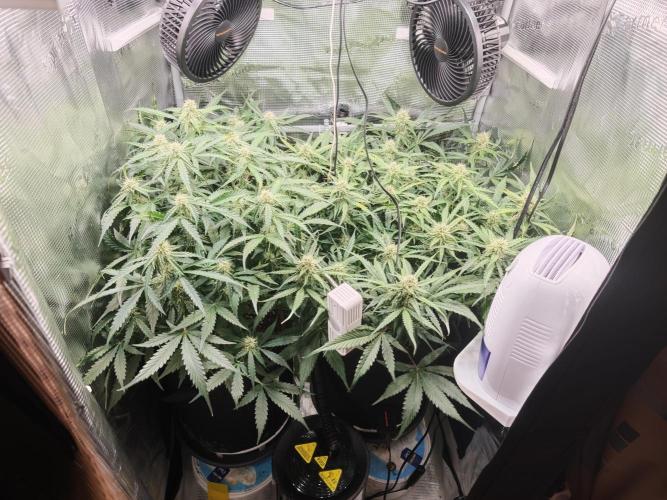 Pineapple Express F1 Auto. Week 8 - Day 54