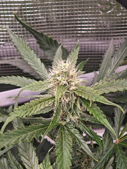 Pineapple Express F1 Auto. Week 8 - Bud - Day 54