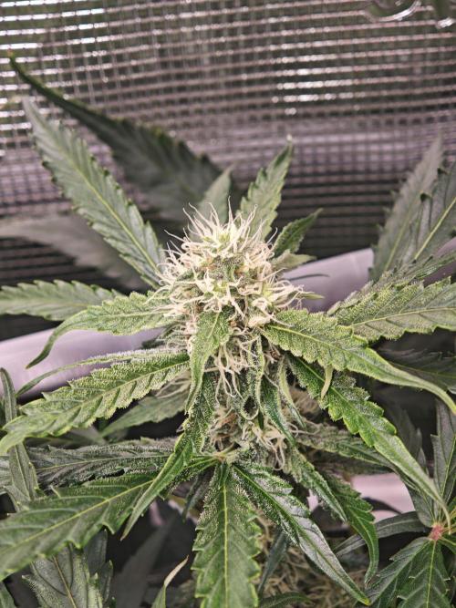 Pineapple Express F1 Auto. Week 8 - Bud - Day 53