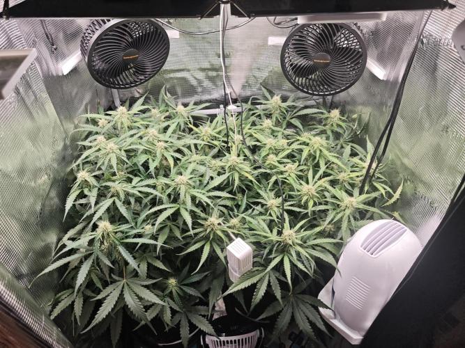 Pineapple Express F1 Auto. Week 8 - Day 53