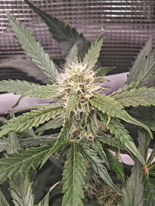Pineapple Express F1 Auto. Week 8 - Bud - Day 52