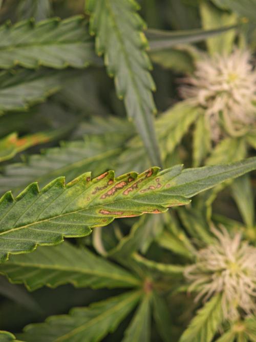Pineapple Express F1 Auto. Week 8 - Day 52