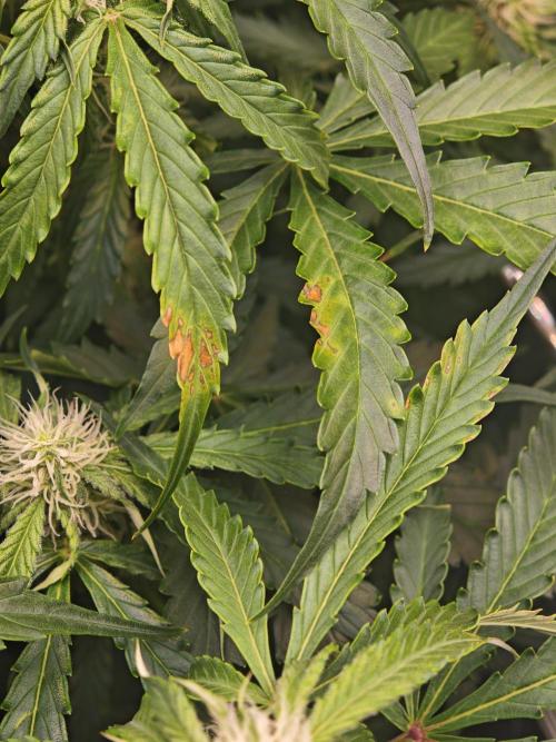 Pineapple Express F1 Auto. Week 8 - Day 52